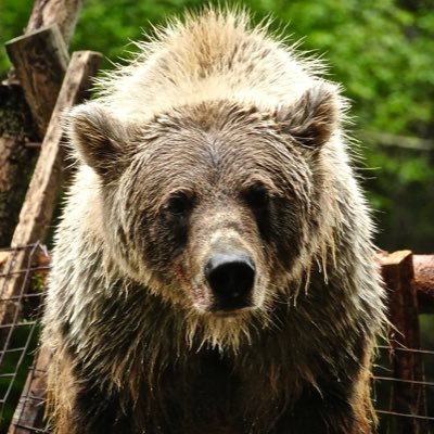 geehaadastee's profile picture. Taku River Tłingit, Yanyeidí 🤎🪶 rez kid since 93’ Haa Aaní Tulatín // We Are Watching Our Land. #LandNeedsGuardians 🌎🌿 #ReconnectionIsClimateAction