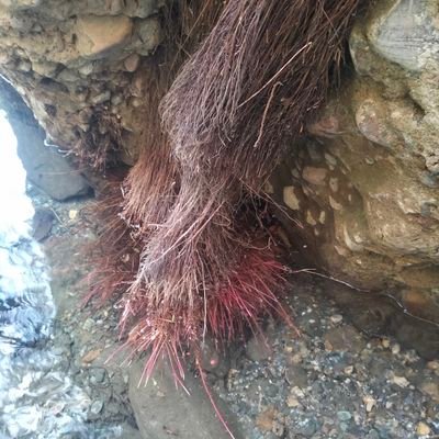 shivaaction's profile picture. Passionate about harmonizing human society with nature,  an avid learner, and an advocate for eco-civilization.