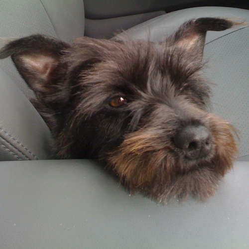 TheModernPet's profile picture. An eco-chic pet-boutique with an awesome blog! http://t.co/FG9btBpQ9b