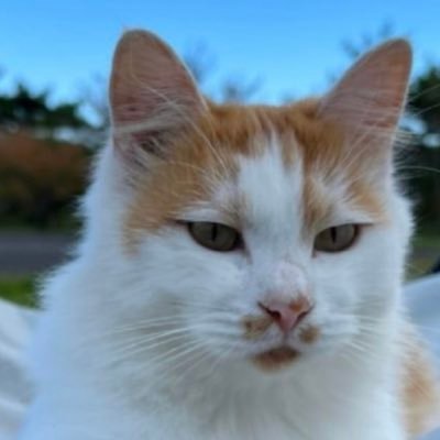 YAMANE20191101's profile picture. グラビアとシンガーソングライターの娘を全力で応援してます👙🎸😊無言フォロー失礼します🙇‍♀️ クロミ推しの30代の彼と結婚しました💍 猫とチンチラも大好きです☺️ 休日は低浮上になります💦 DMでの勧誘には返信しません❌