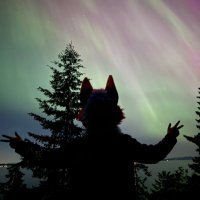 CopperTheFolf (@copperfolf) Twitter profile photo