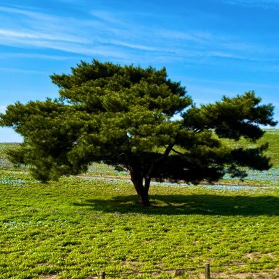 Keloud_'s profile picture. アプリケーションサーバーサイドをメインにソフトウェアエンジニアやってます。 趣味でMMO,FPS,DTM(VOCALOID, UTAU),ミニ四駆,ドライブ等々楽しんでます。