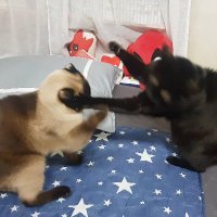 얼굴복지 얼굴천재 달별님 (@moonstar_cat) 's Twitter Profile