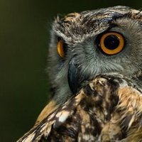 Jovis Vilchas (@jvilchas) 's Twitter Profile