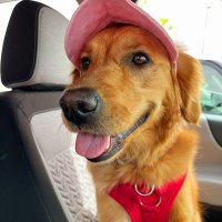 Pogoman (@pogoman) 's Twitter Profile Photo Pogoman (@pogoman) 's Twitter Profile Photo