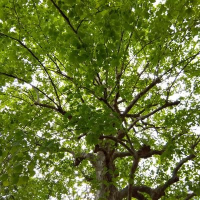 Shiho1314216's profile picture. ﾔバ市民歴もうすぐ半年