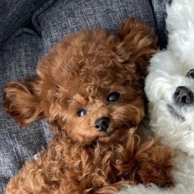 ashdsh1218037's profile picture. 뮤트와 차단이 취미