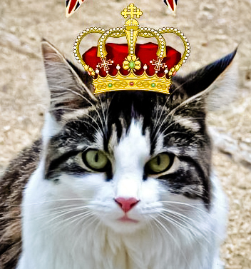 I am Daphne, Destroyer of Mouses!! Empress of west London!! Queen of the sofa!!! Busy dominating my minions!!!
http://t.co/9K3vco6ys1