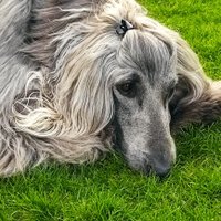 Maggi Schlinke (@schlinkemaggi) 's Twitter Profile