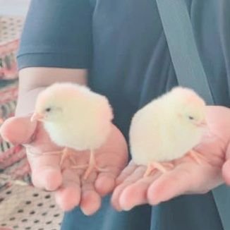 ArmanRujito's profile picture. Emboh