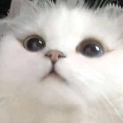 whyisAoiBlue's profile picture. 🌌🫐🤍Comission open/Dm me or email me (contact) why.aoi19@gmail.com