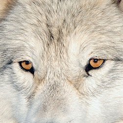 DawneeMeredith's profile picture. 