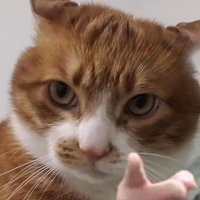 Jingle (@megus_33) 's Twitter Profile