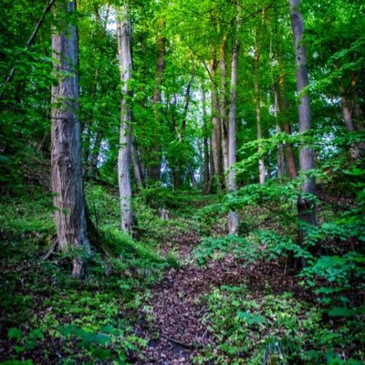 ObedGreene's profile picture. 