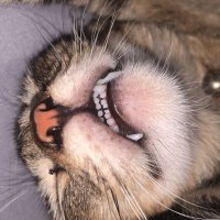 somebody (@pev300) 's Twitter Profile