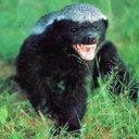 Dan Bernard - @dbernardpatsfan - Twitter