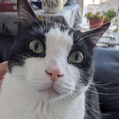 rationalpiii's profile picture. developer, student at uOttawa.