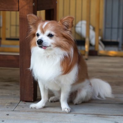 hokuto_423's profile picture. 🎂2011年4月23日生まれの男の子（13歳） 僧帽弁閉鎖不全症 と診断されました。 2024年7月に手術の為、 【クラウドファンディング挑戦中です🐶 】皆様のご支援ご協力よろしくお願いします🙇‍♀️ 無言フォロー失礼します🙇‍♂