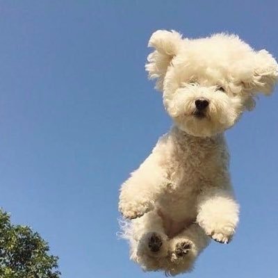 beardyalf's profile picture. 