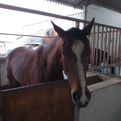 basijisarkhorde's profile picture. 