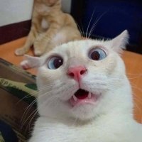 Капуљачата (@kapujacata) 's Twitter Profile