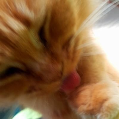 Nicontactos's profile picture. que?