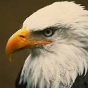 eagle1mike's profile picture. common sense American