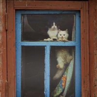 تغريد (@tagryd998) 's Twitter Profile Photo
