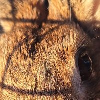 Lepus politicus f.(@DrUlrkeRitter) 's Twitter Profile Photo