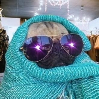 gmeposhpug's profile picture