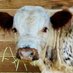 Practical Homesteading (@homesteadprac) Twitter profile photo Practical Homesteading (@homesteadprac) Twitter profile photo