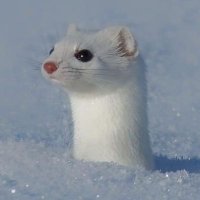 Ian Stanley (@ianstanley2023) 's Twitter Profile Photo