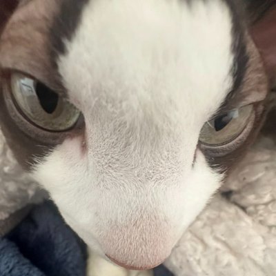 Updates account dedicated to @Ranboosaysstuff's cat, Moose!
For legal reasons this is NOT ran by Moose himself!
ᓚ₍ ^. .^₎ 🧶