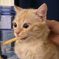 frip (@fripcatsol) 's Twitter Profile Photo