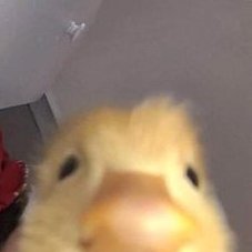 Gabriel38348146's profile picture. Halloooo!