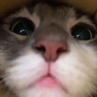 VAVE (@rocking_vave) 's Twitter Profile