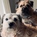 Max & Dusty Border Terrier (@max_btposse) Twitter profile photo Max & Dusty Border Terrier (@max_btposse) Twitter profile photo