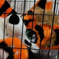 Kodi Adoshi (AD) 18+ only (@alphakodifox) 's Twitter Profile
