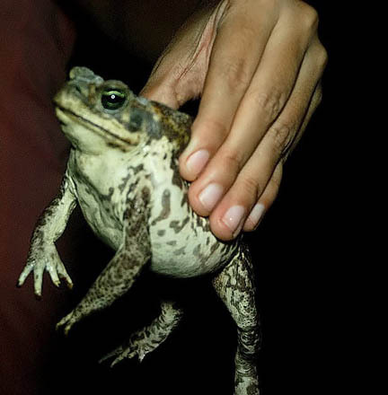 __kitsch's profile picture. sonidos del yahir