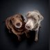 Jackson the silver lab & Abbey the senior lab (@jakesilverlab) Twitter profile photo