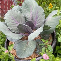Grown In Gary (@garyarea) 's Twitter Profile