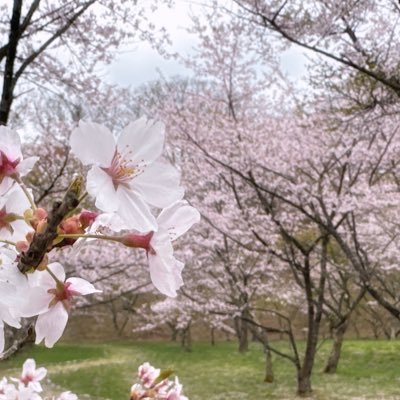 Sakura Circuit Profile