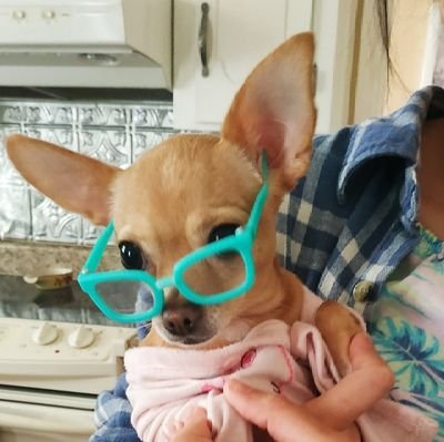 Kris_2846's profile picture. Animal lover  
BoycottChina
BoycottTurkey
Animal Lives matter
End animal Cruelty