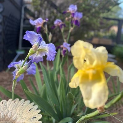 LucyBelle1776's profile picture. President Trump is the best! I want my grandson to be healthy & free -  I follow back MAGA