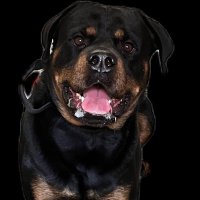 Pawsitive Companions(@PawsiCompanions) 's Twitter Profile Photo