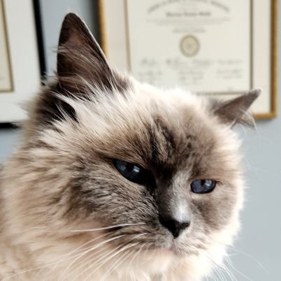 santafe7000's profile picture. Catholic. Cats.