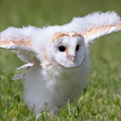 CYamnuan's profile picture. 