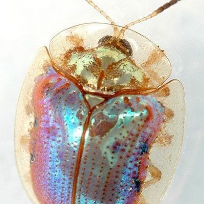 jayjaybella_'s profile picture. evil butch wizard | they/he 𖦹°‧★