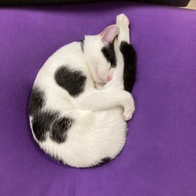 SpvN28CzjMbmjP7's profile picture. ハチワレ🐈とキジトラ2匹🐈‍⬛飼っています キングスを愛する主婦^_^ インスタもやってますassy_1124になります^_^