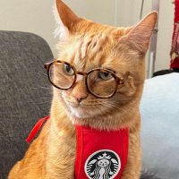 spy cat (@spycat_nyc) 's Twitter Profile